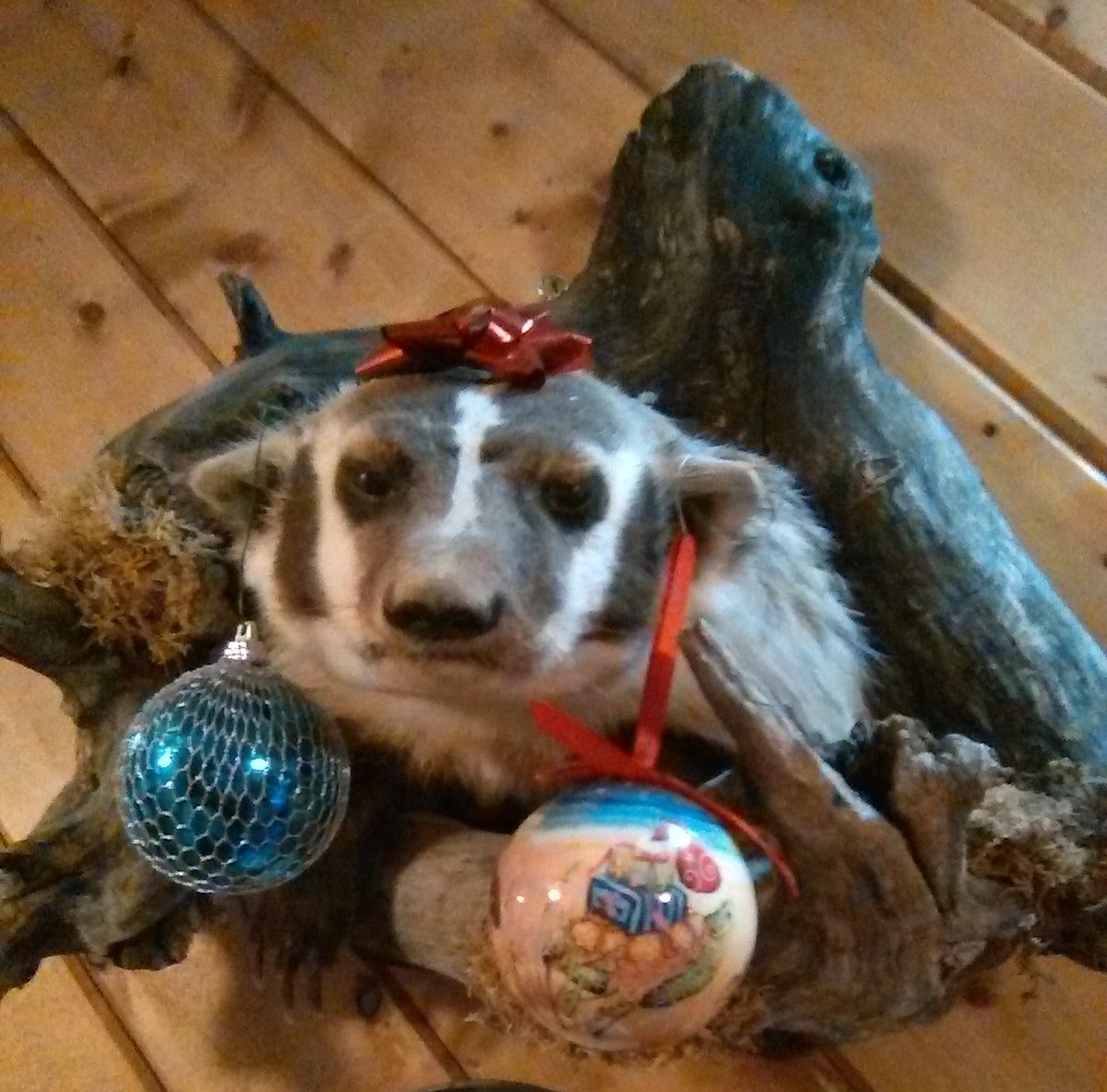 festive badger.jpg