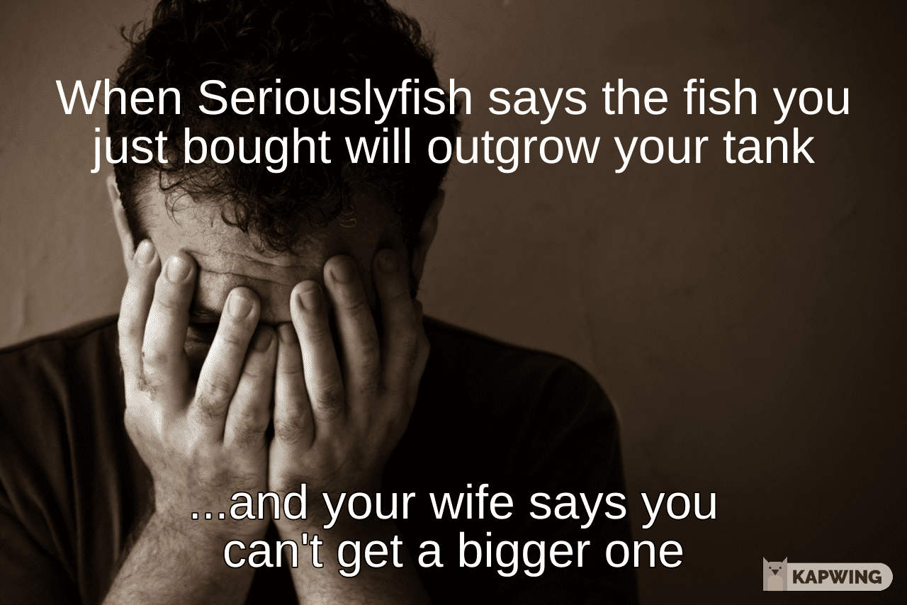 fish meme.png