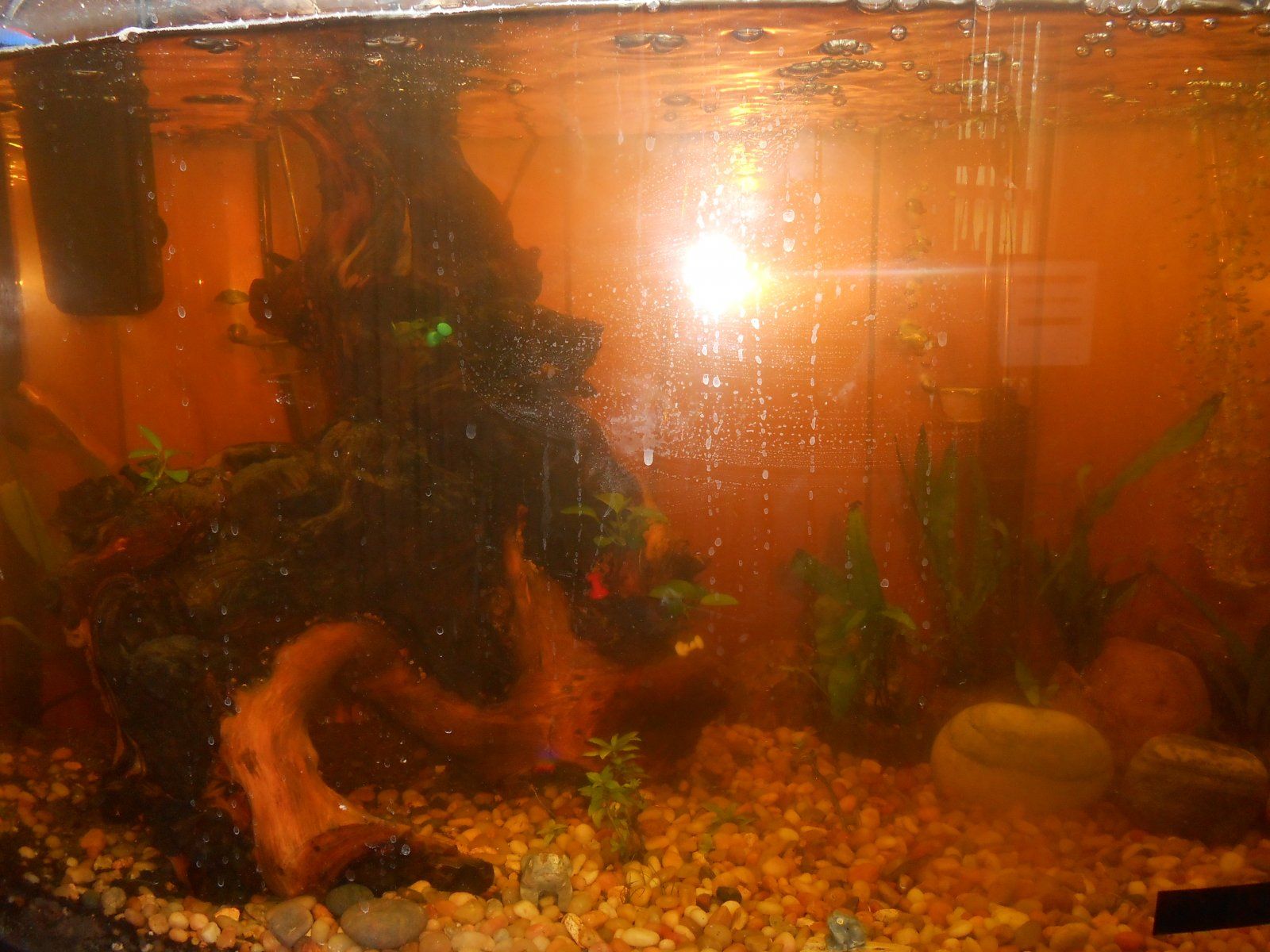 fish tank.jpg