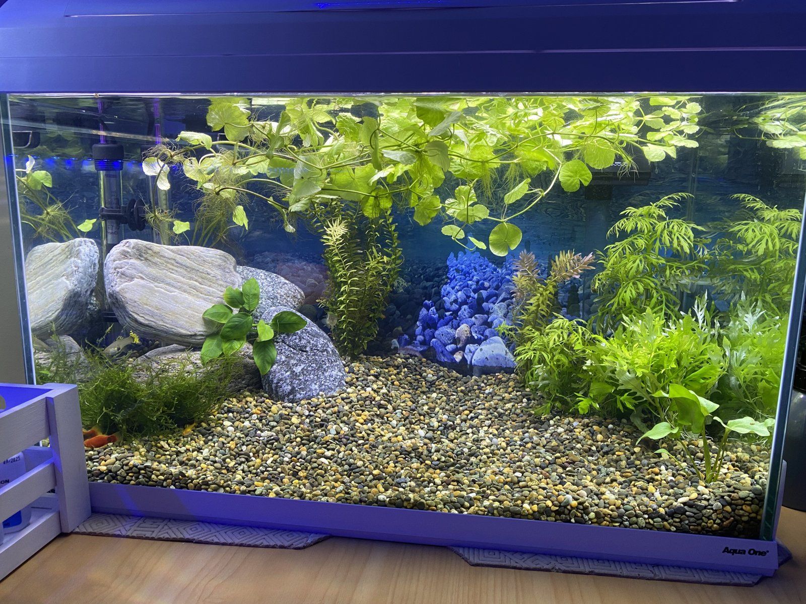 Fish Tank New.jpg