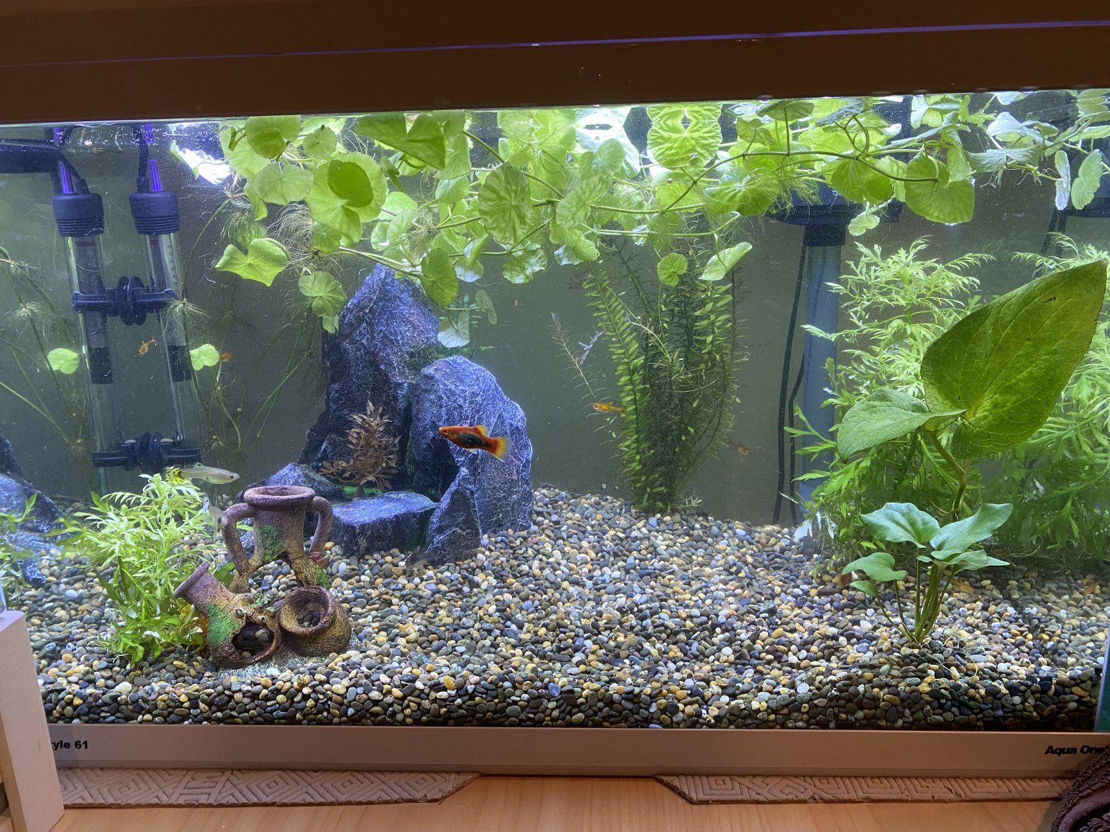 Fish Tank Rearranged.jpg