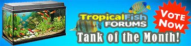 fishforums-tank-vote.jpg