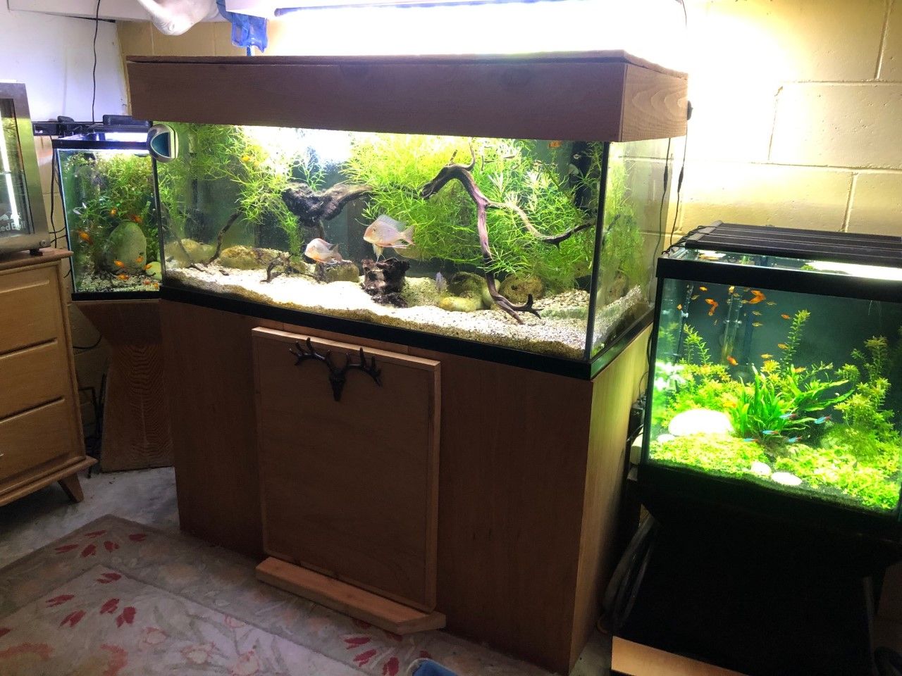 fishroom.jpg