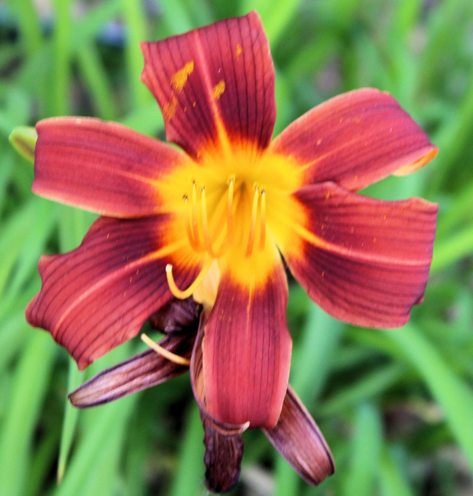 flower-cropped.JPG