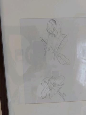 Flower drawing.jpg