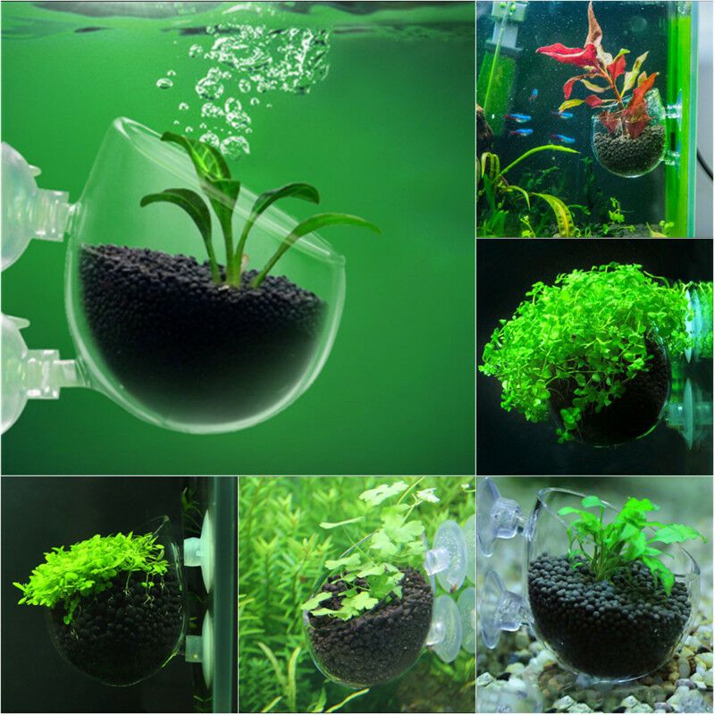 glass aquascaping cups.jpg