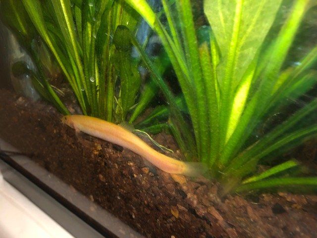 Gold Loach from Az Gardens.jpg