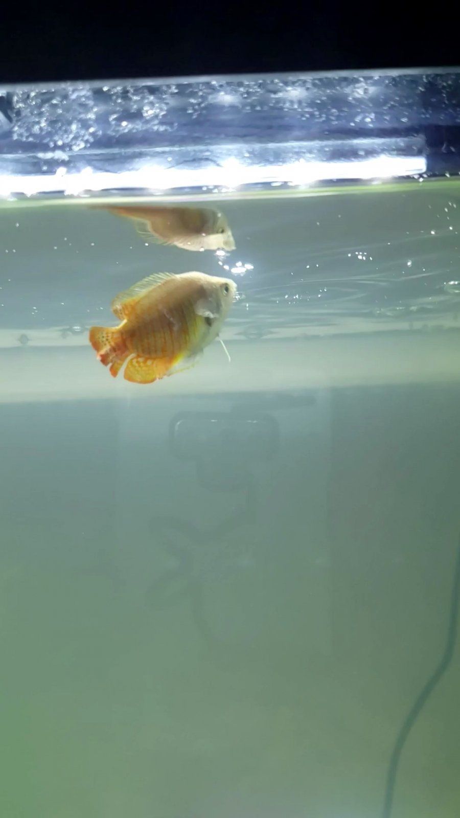 Gourami 1.jpg