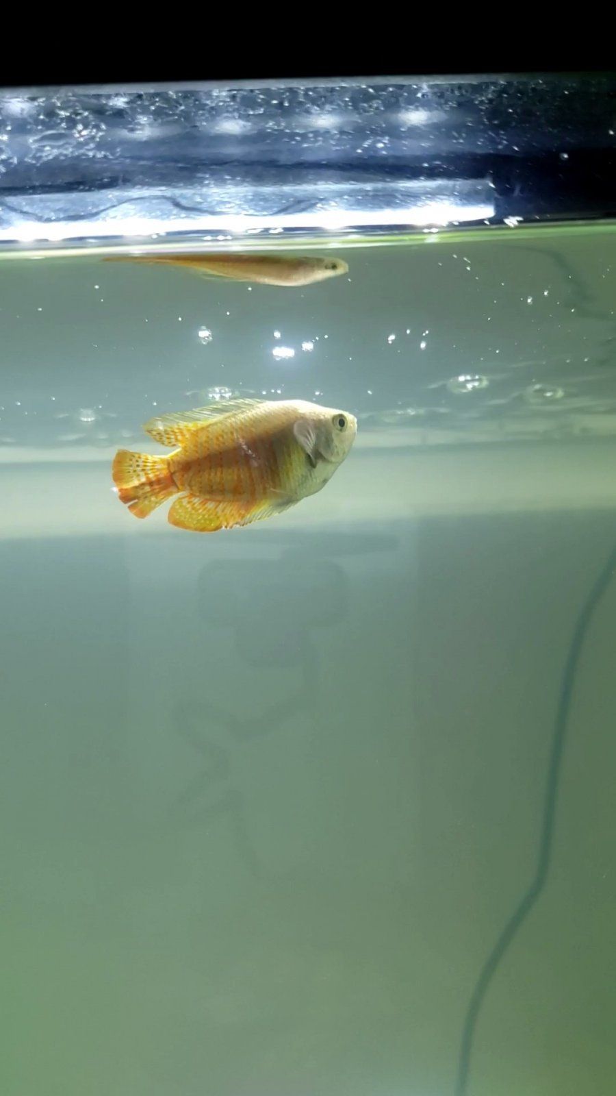 Gourami 3.jpg