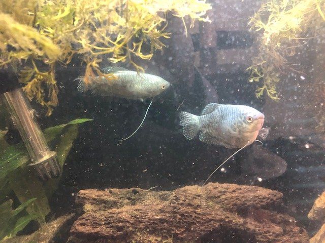 Gourami mom and dad.jpg