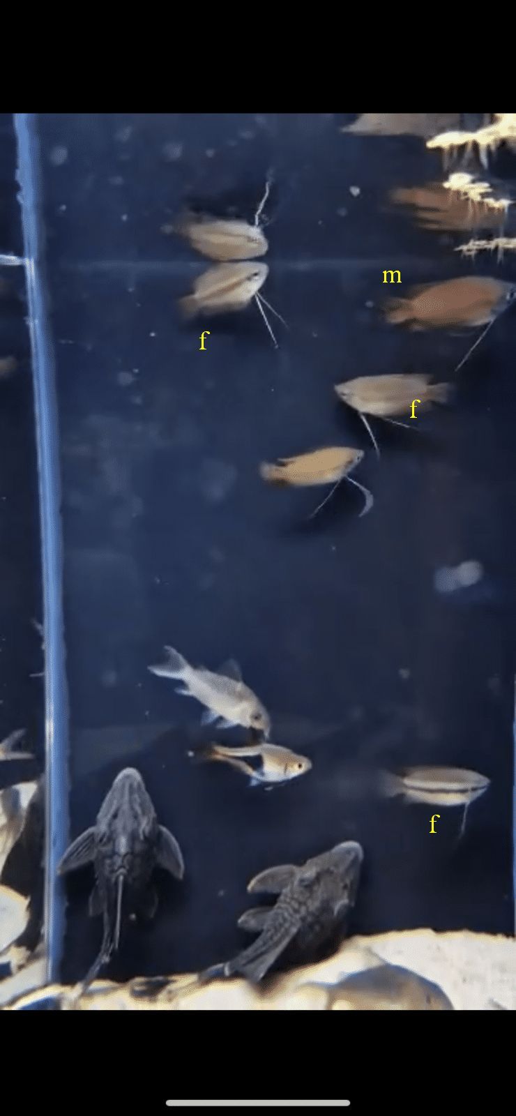 gouramis.jpg