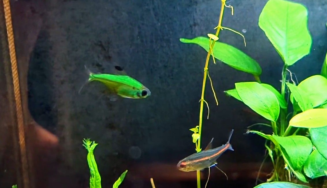 Green-Glofish.jpg