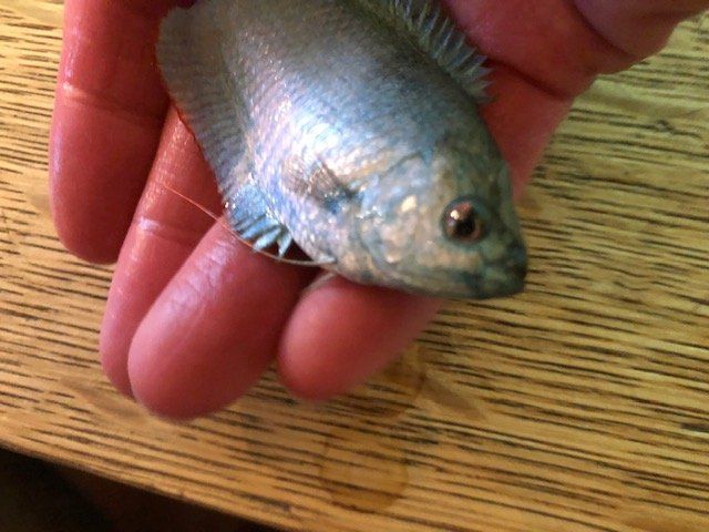 Greta Gourami Fish.jpg