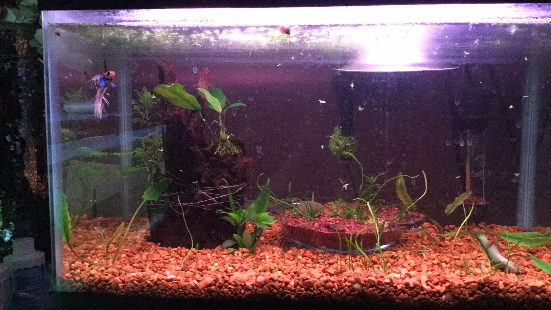 Grey's planted tank 5-10-17.JPG