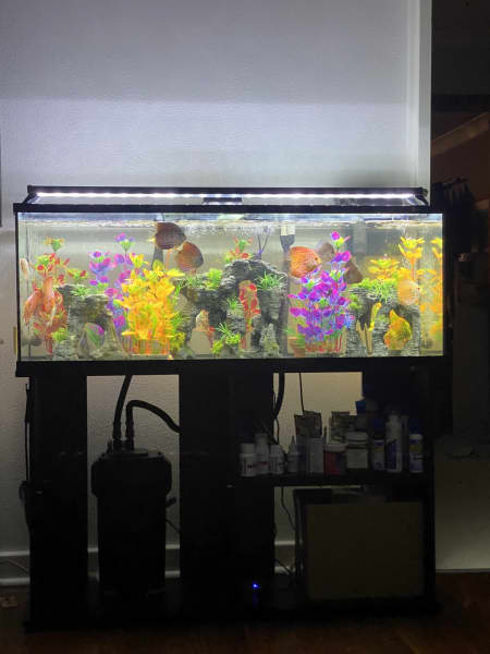 Gumtree discus tank1.jpg