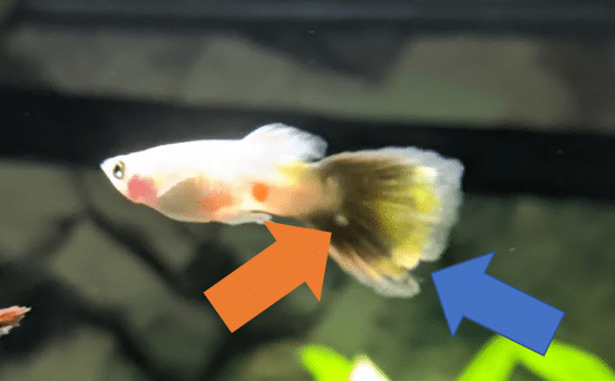 guppy2.PNG