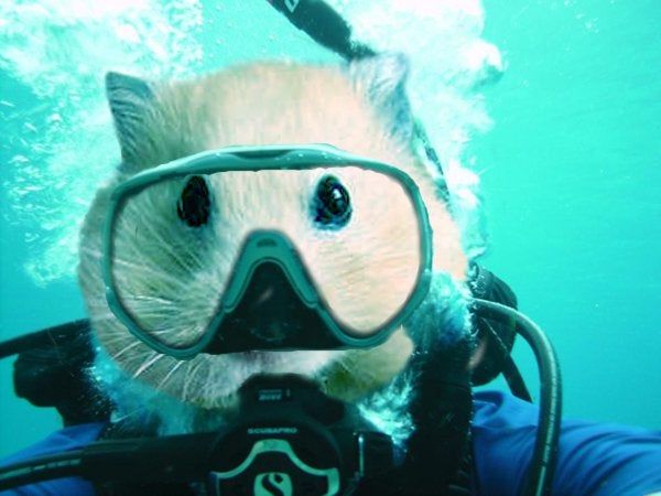 hamster scuba.jpg