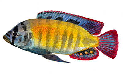 Haplochromis sp 44.jpg