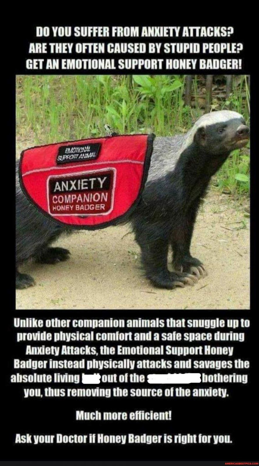 honey badger.jpg