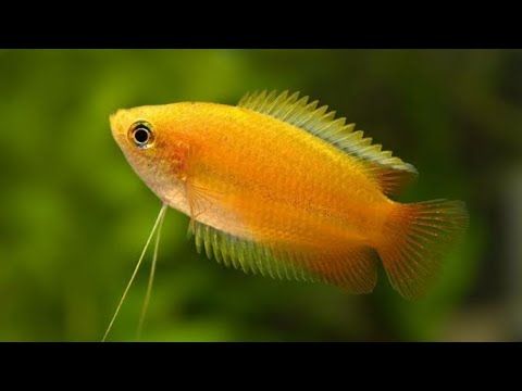 honey gourami.jpg