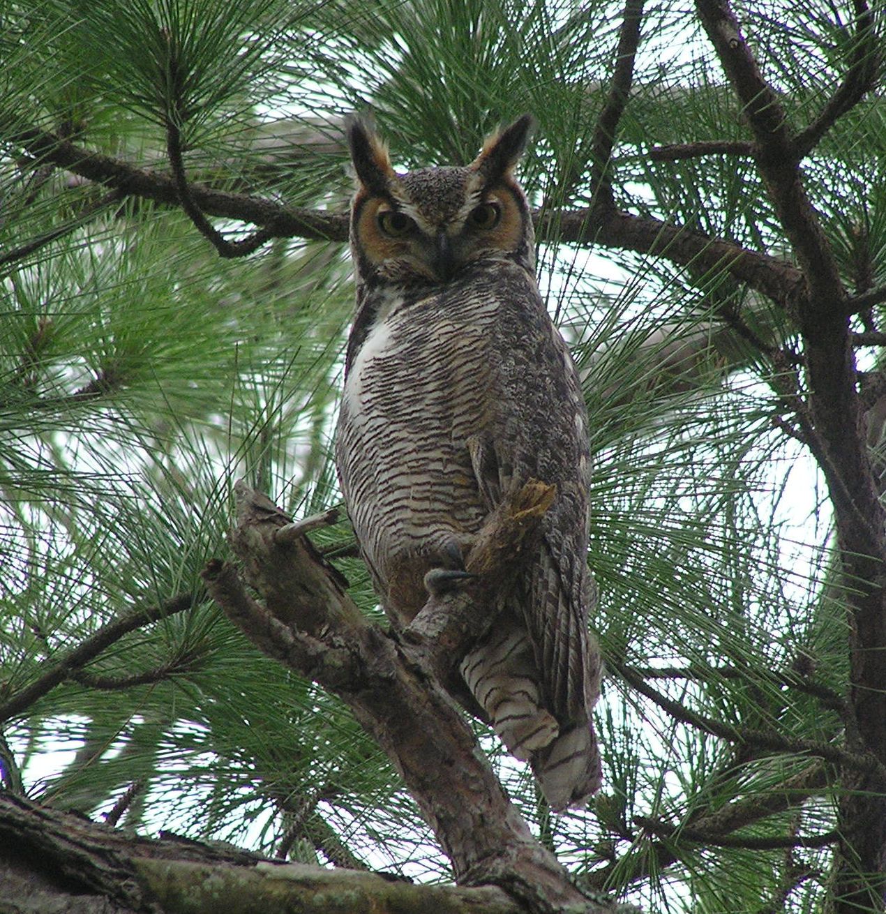 hornedowl5-cropped.jpg