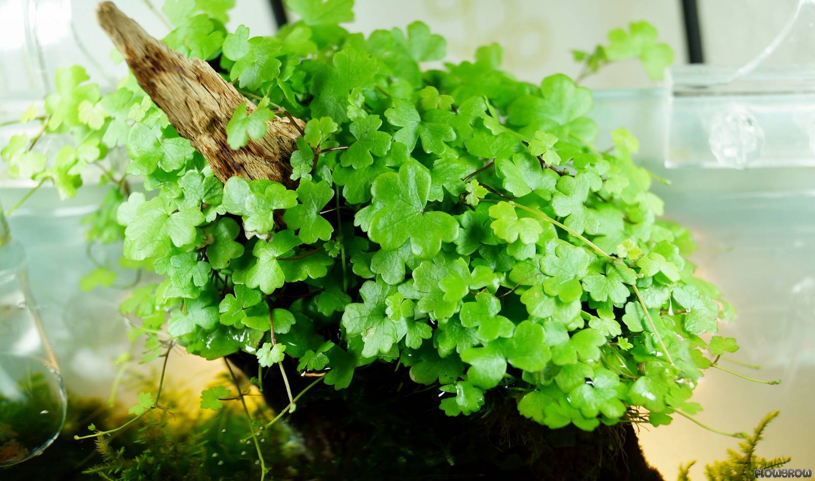 hydrocotyle-sp japan.jpg