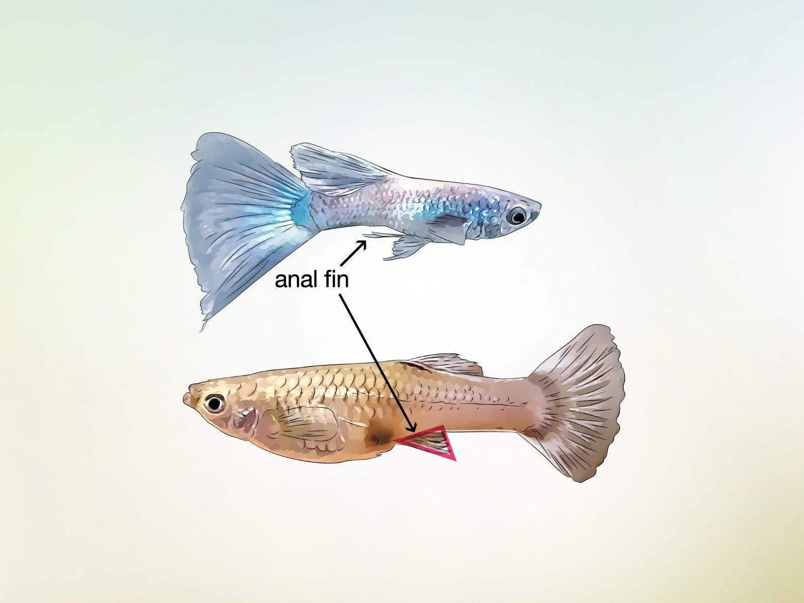 Identify-Male-and-Female-Guppies-Step-7-Version-2.jpg