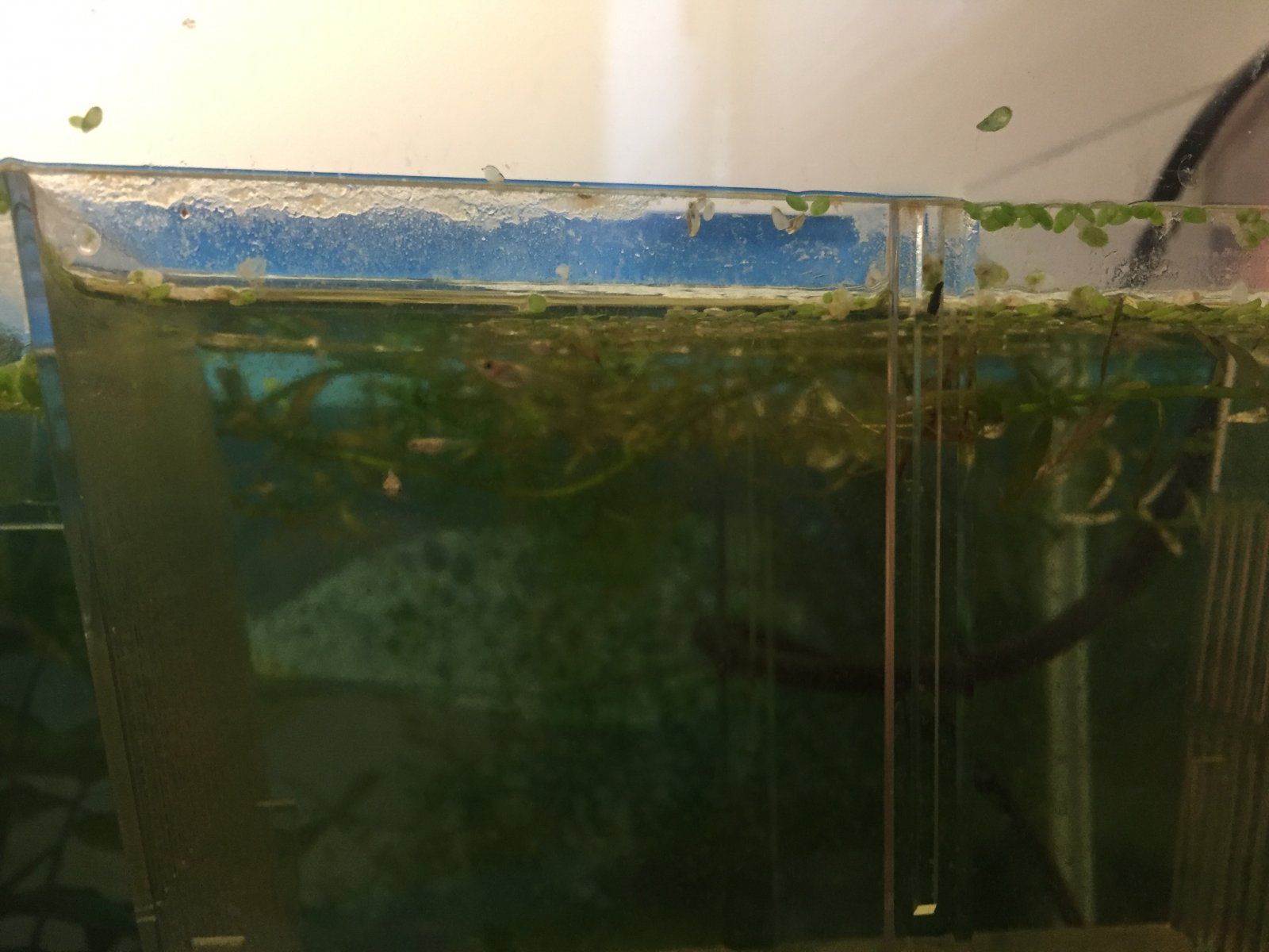 Guppy fry cheap tank