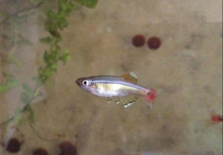 Has Anyone Had Experience With White Cloud Mountain Minnows Tropical Fish Forums