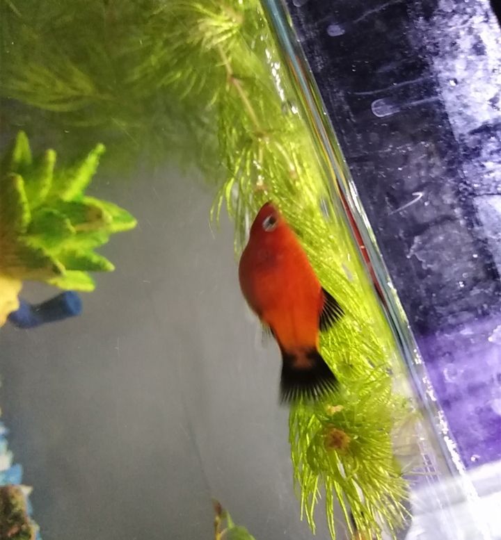 Pregnant Platy - if/when can I put her separate