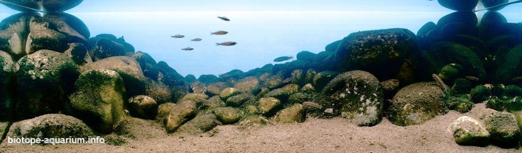 Intermediate-Rocky-Habitat-Kapumfi-Lake-Tanganyika-Zambia_1-1024x301.jpg