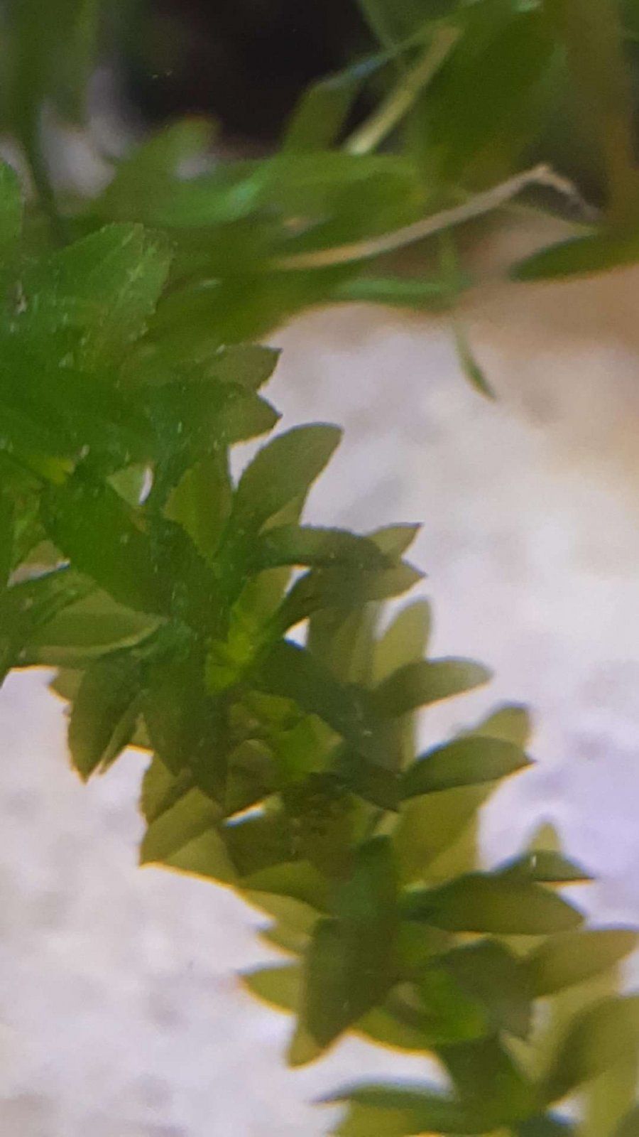 jagged leaves on hydrilla.JPEG