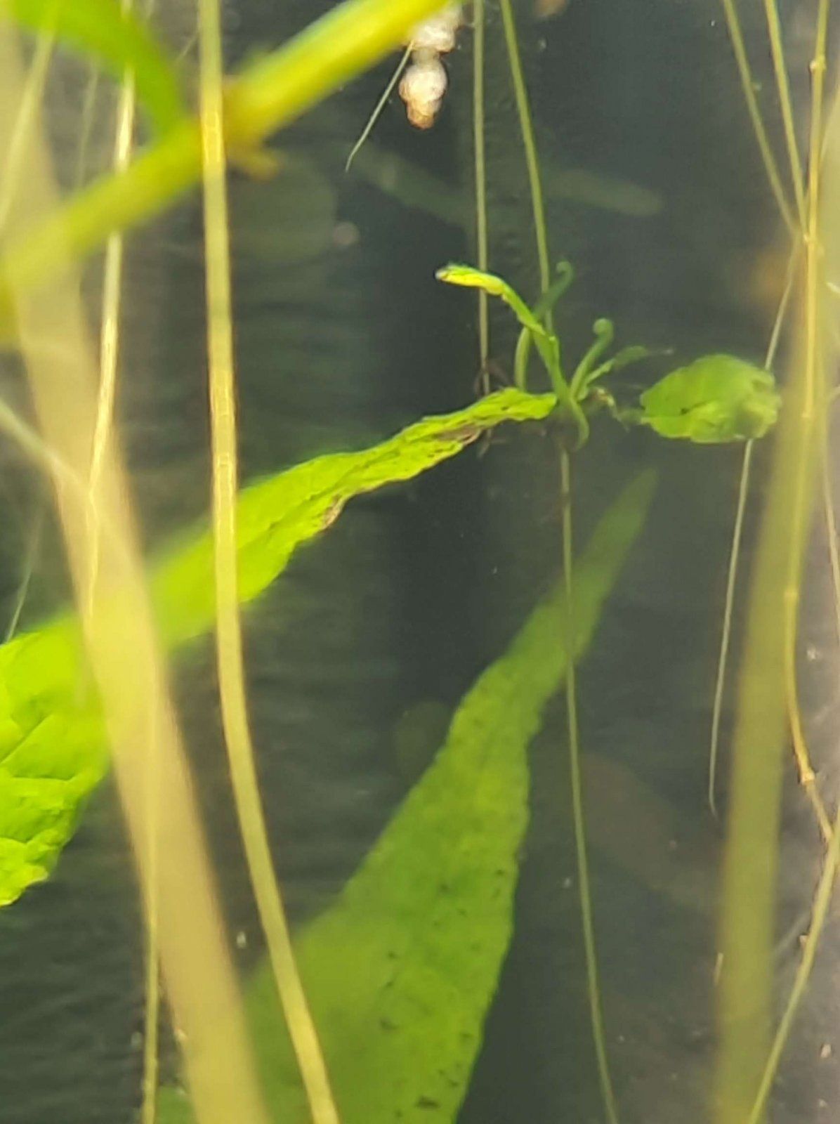 java fern plantlet.JPEG