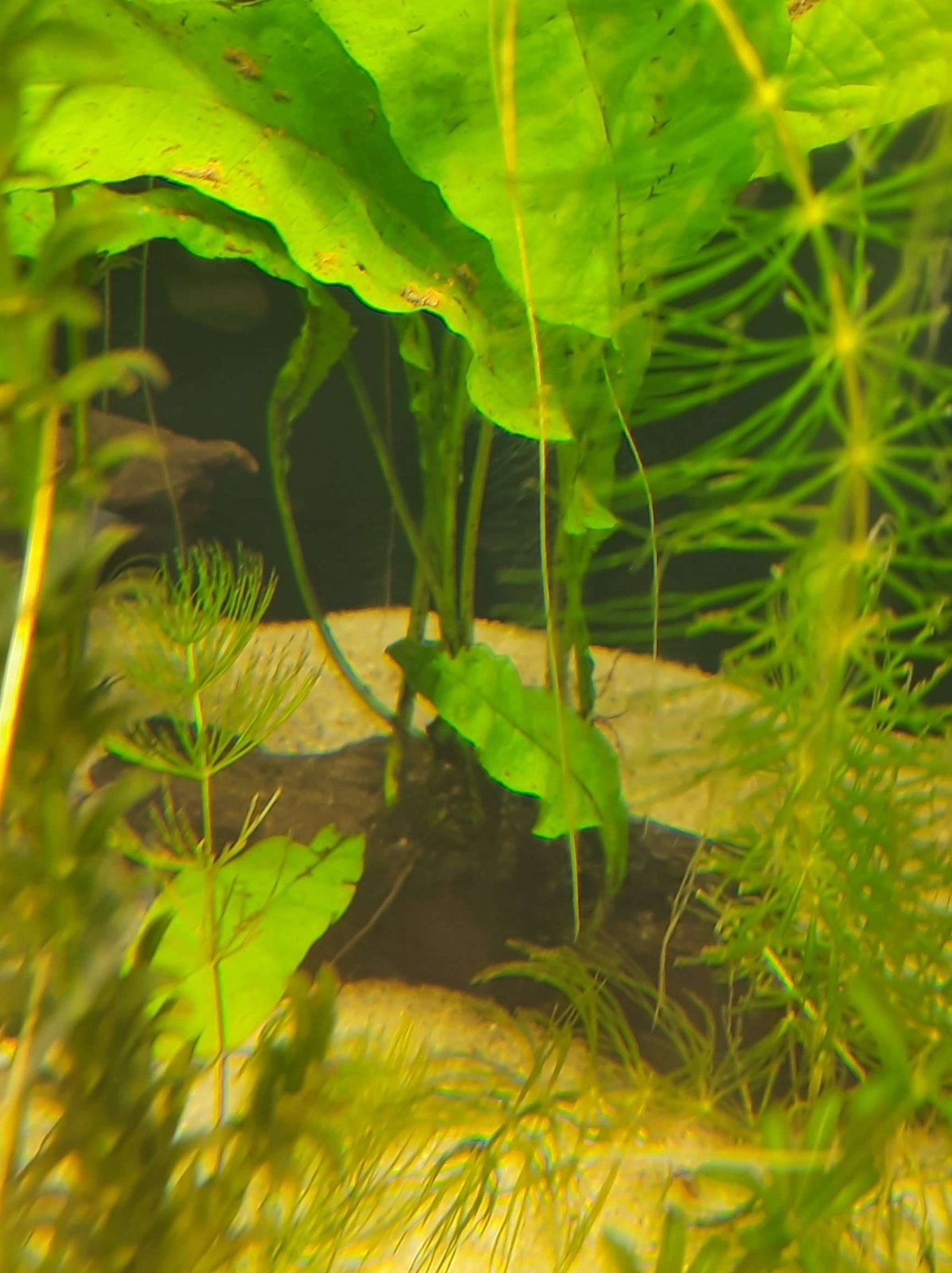 java fern plantlets at rhizome.JPEG