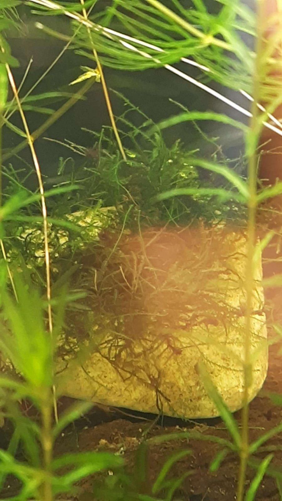 java moss algae.JPEG