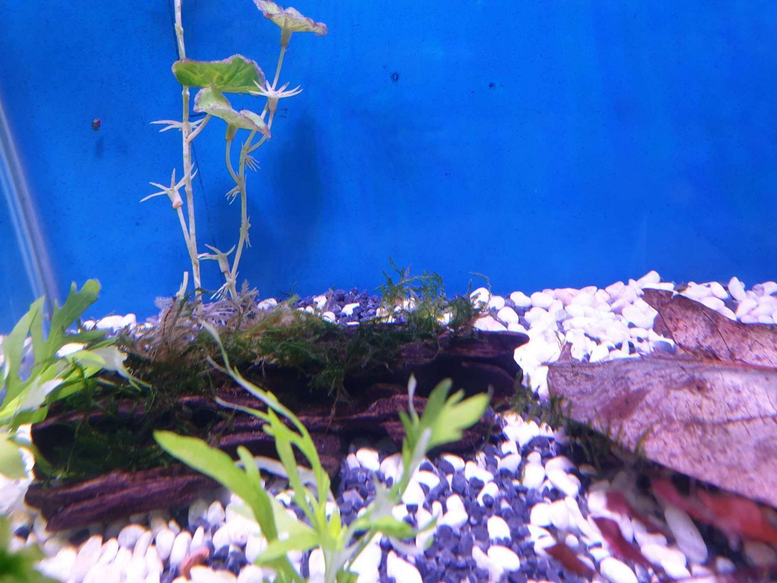 java moss in small aquarium.JPEG