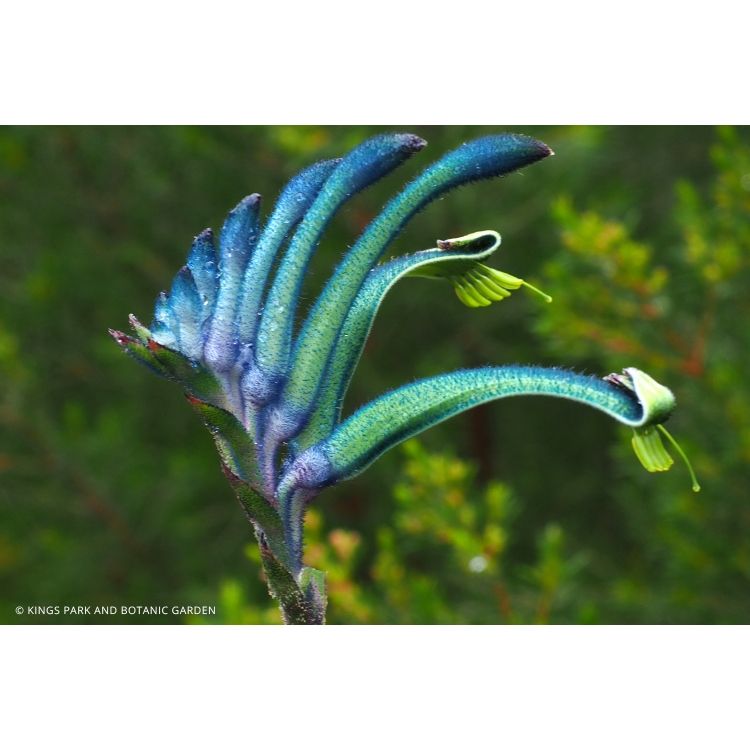 kangaroo paw blue masquerade.jpg