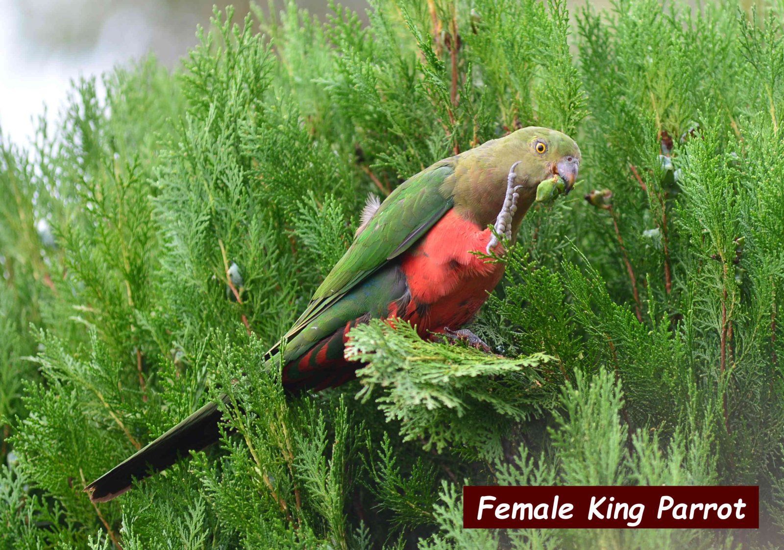 King Parrot (Female).jpg