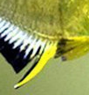 Lemon tetra.jpeg