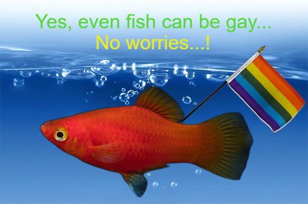 lgbtq fish.jpg