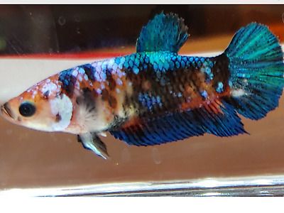 Live-Betta-fish-Galaxy-koi-Female.jpg