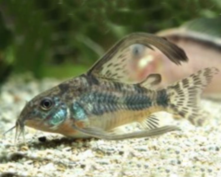 longfin peppered cory.jpg