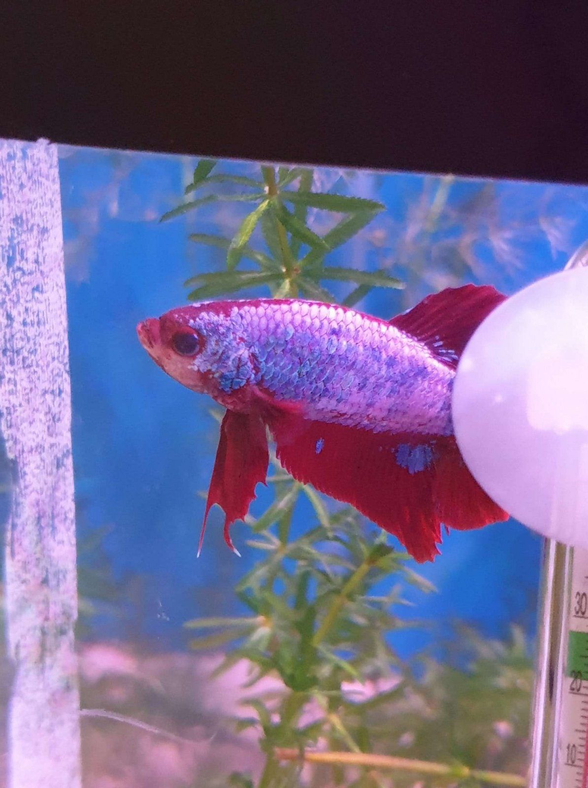 lovely betta Disco or Glory.JPEG