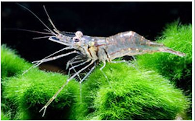 Machrobrachium Shrimp.jpg