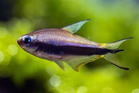 male purple emperor tetra.jpg