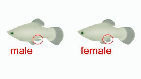 molly-guppy-fin-diagram.jpg