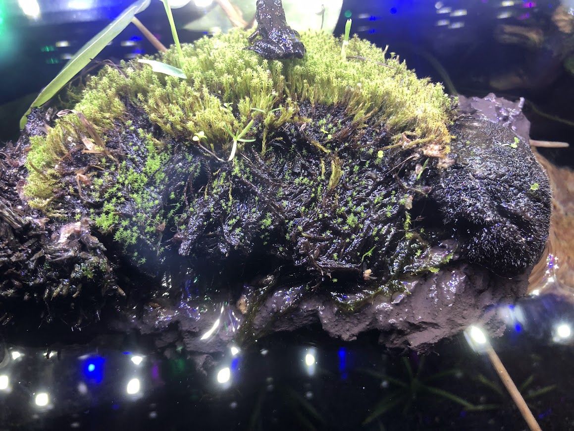 moss growing.jpg