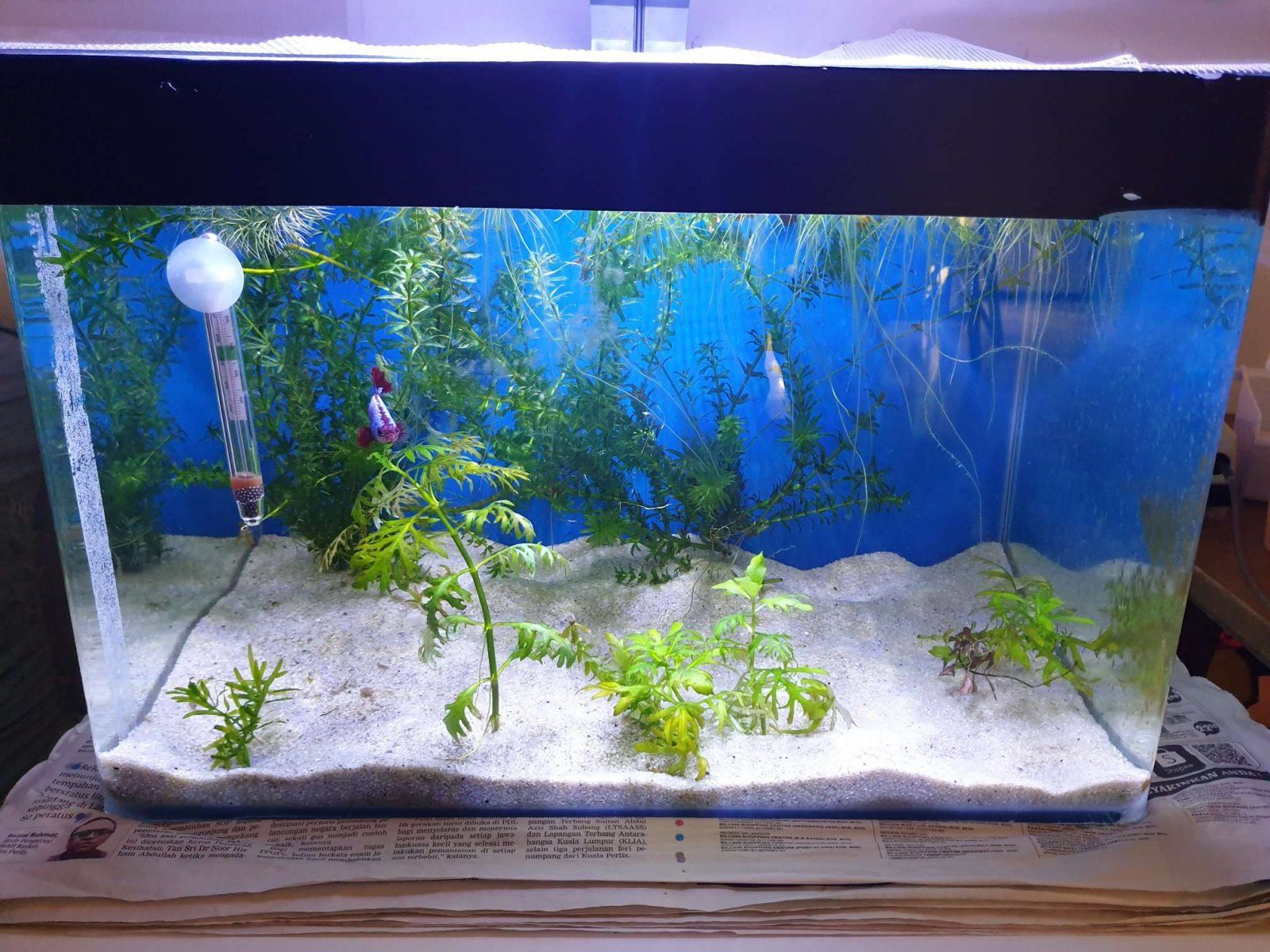 my 10gallon betta tank.JPEG