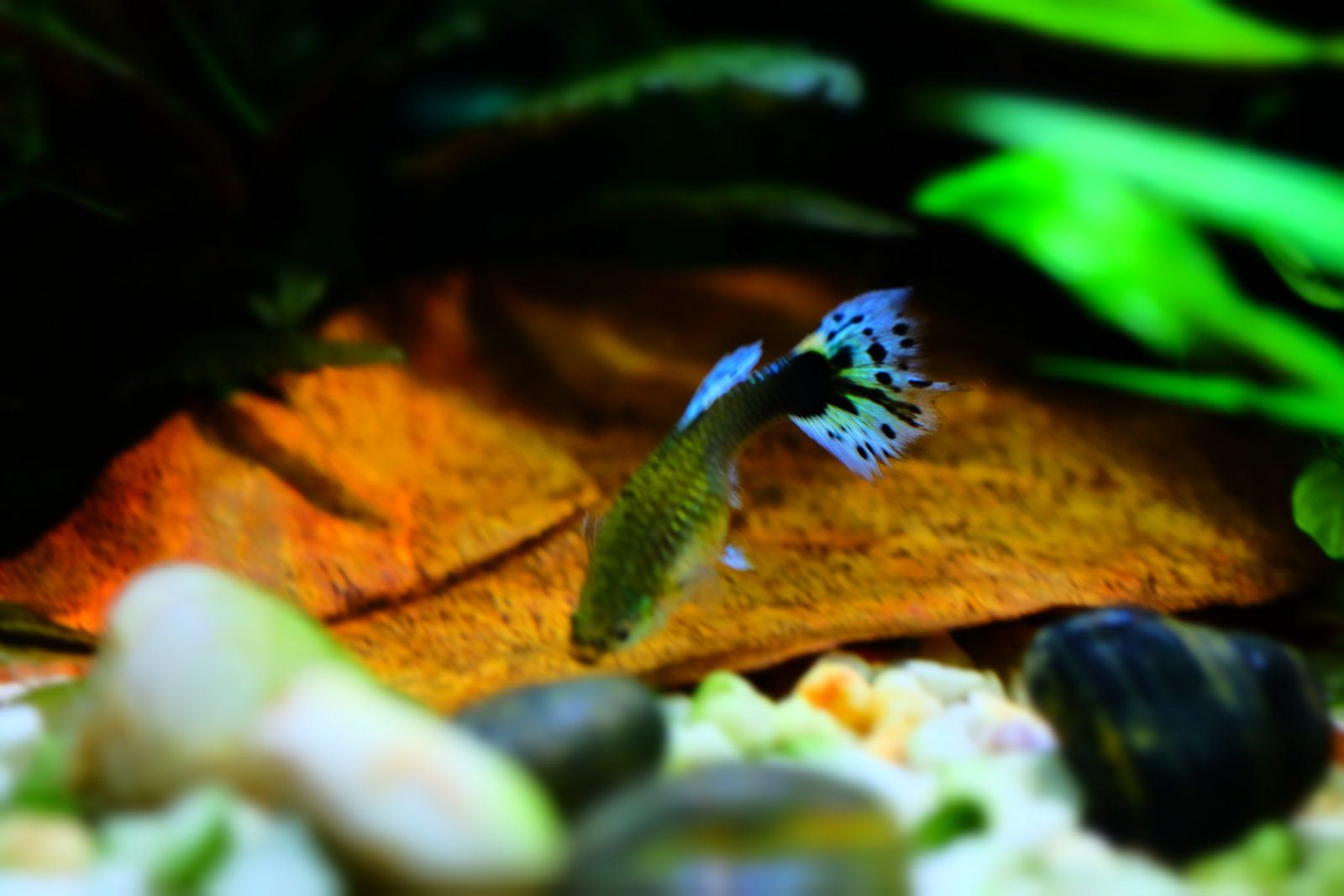 my flashy blue female guppy.JPG