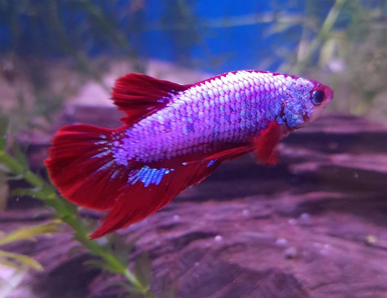 my new betta (Edited pic).jpeg